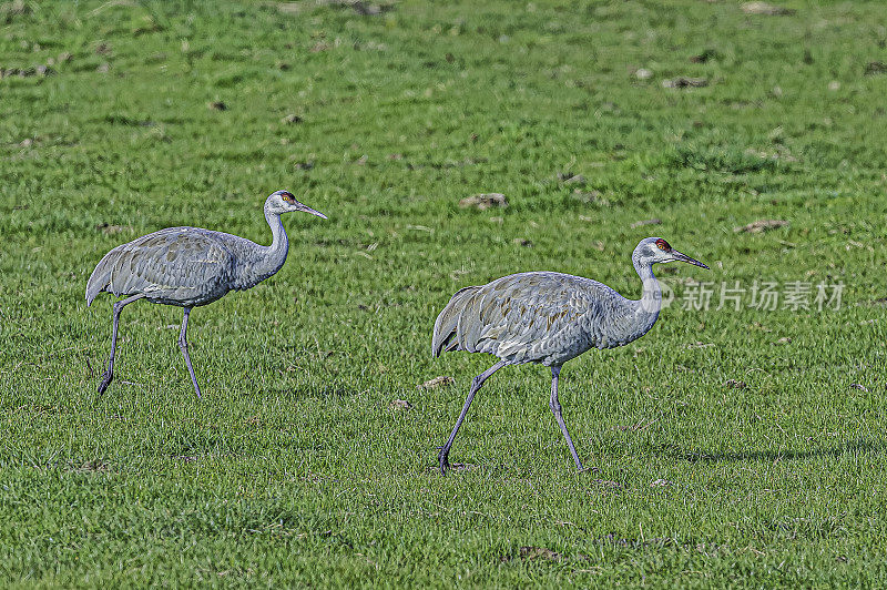 沙丘鹤(Antigone canadensis)是北美大型鹤的一种。加州萨克拉门托-圣华金河三角洲的斯塔顿岛